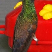 Berylline Hummingbird